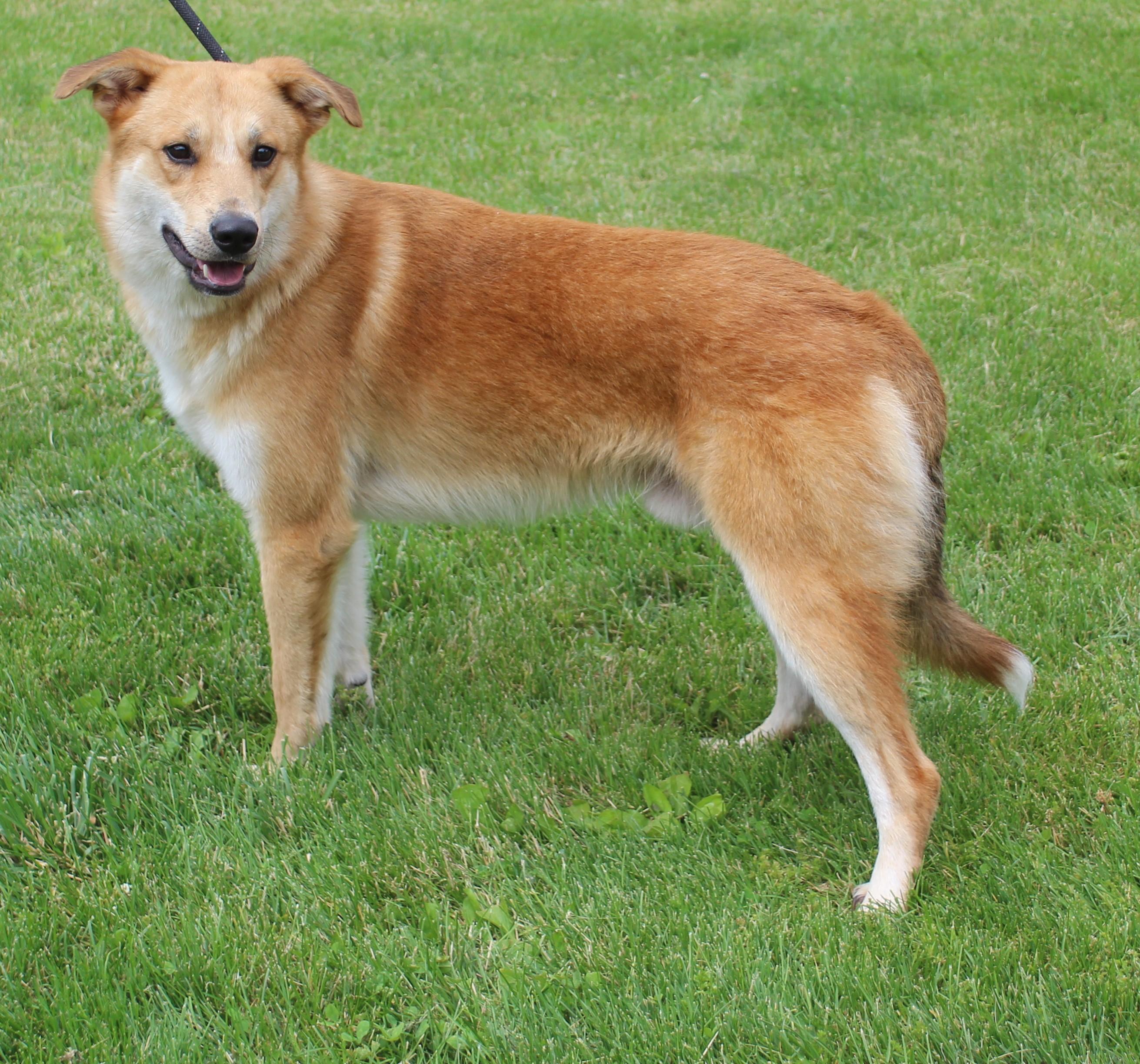 Jacob (11946), an adopted mixed breed in Heath, OH image 1/2
