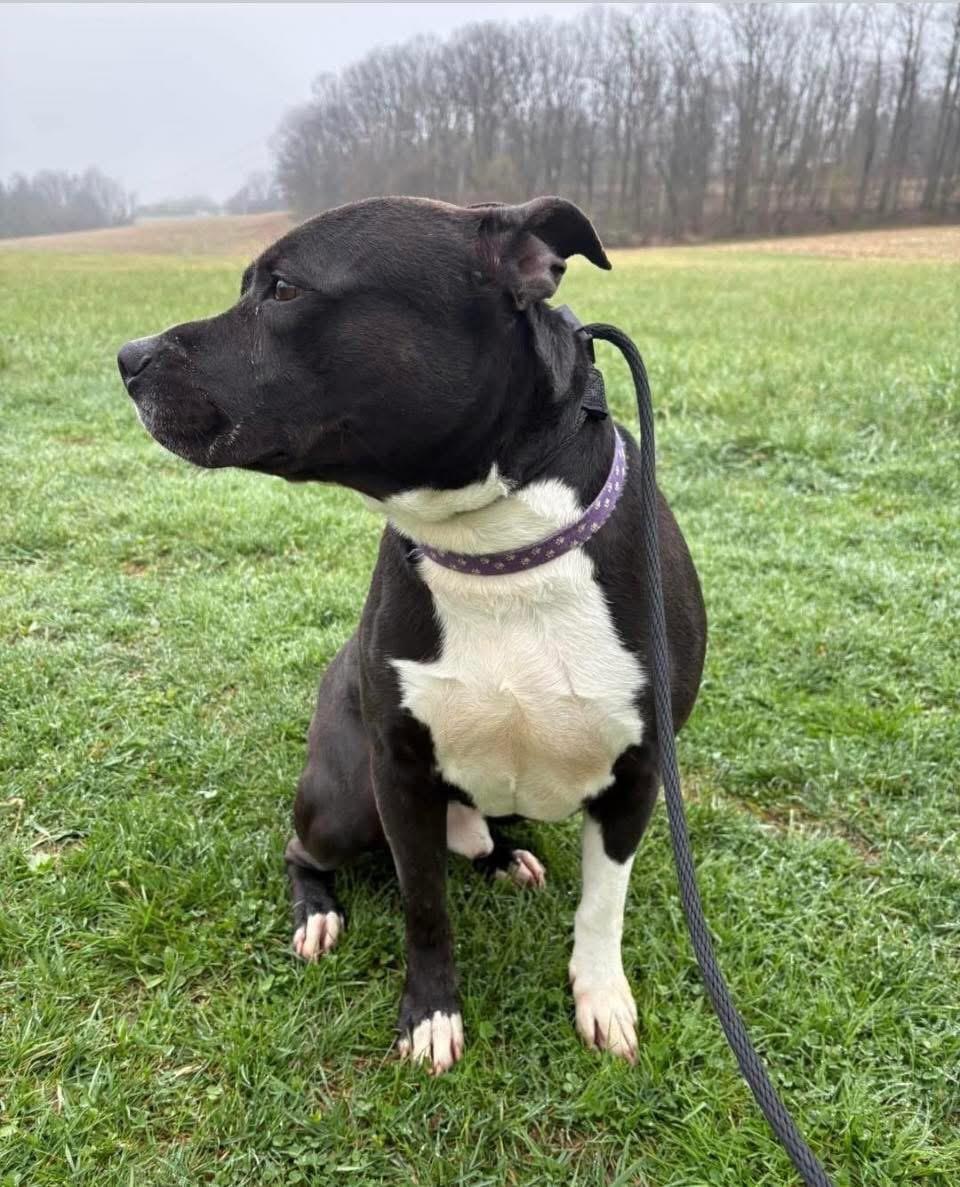 Enlarge Gregory, a Adoptable mixed breed in Westminster, MD image 3/3