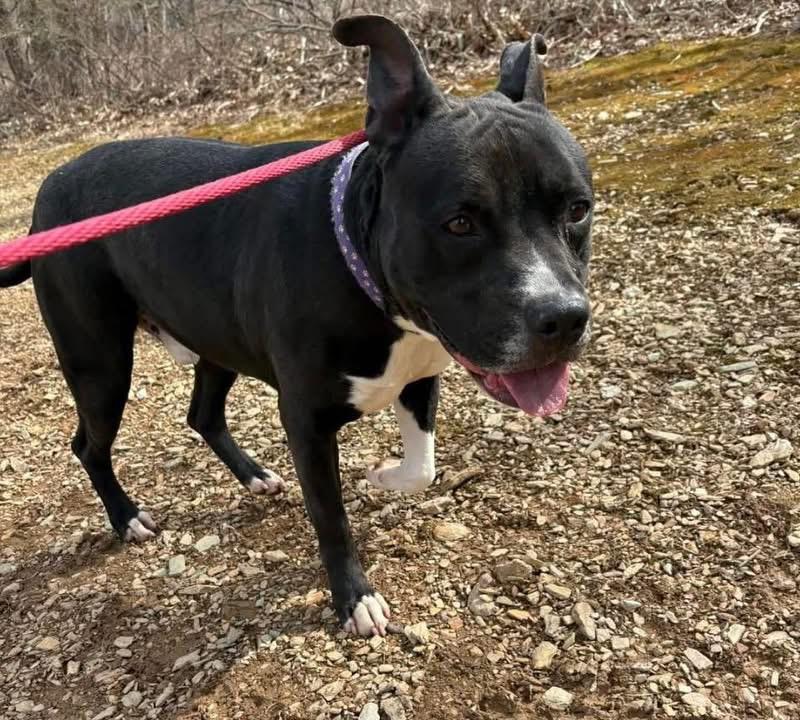 Enlarge Gregory, a Adoptable mixed breed in Westminster, MD image 2/3