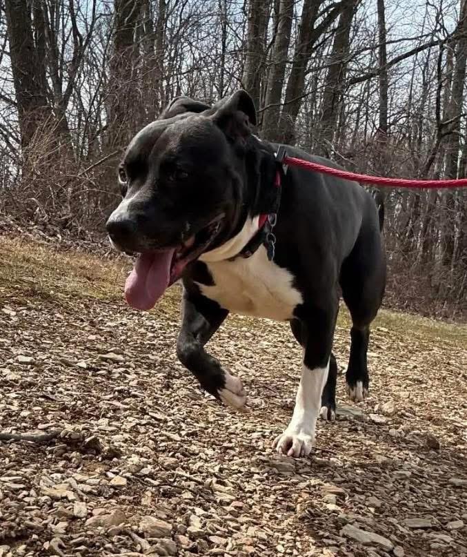 Gregory, Adoptable, Adult Male American Bully.