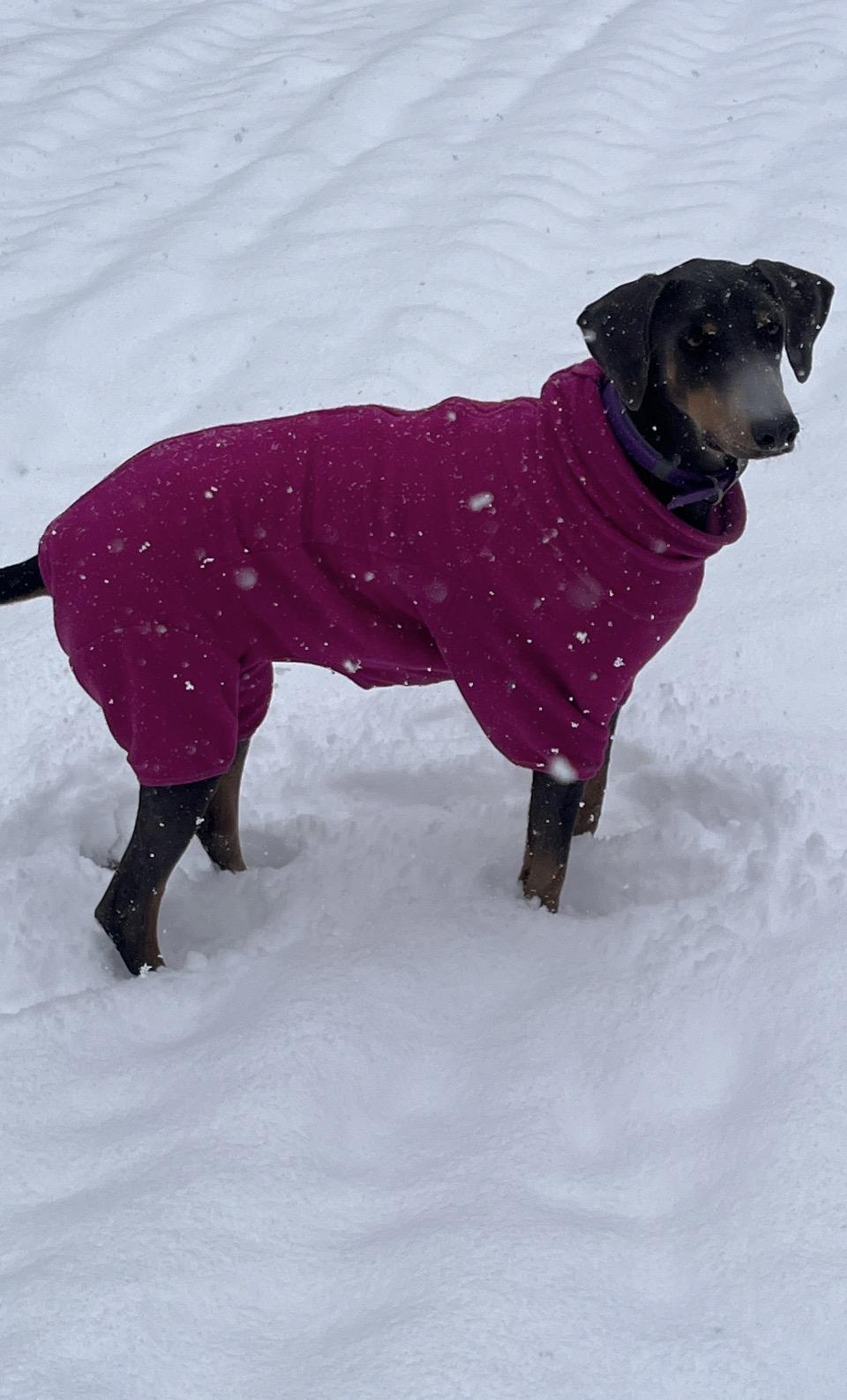 Enlarge Mia, a ADOPTABLE Doberman Pinscher in Rutherfordton, NC image 4/6