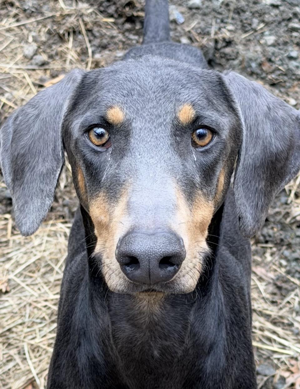 Enlarge Mia, a ADOPTABLE Doberman Pinscher in Rutherfordton, NC image 5/6