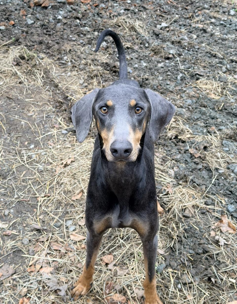 Enlarge Mia, a ADOPTABLE Doberman Pinscher in Rutherfordton, NC image 2/6
