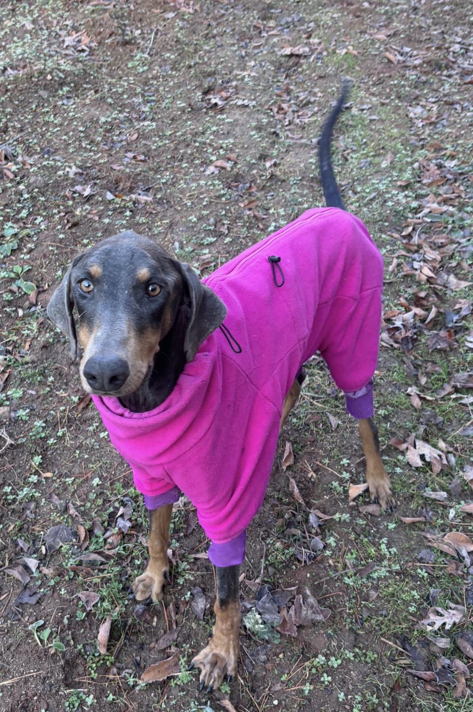 Enlarge Mia, a ADOPTABLE Doberman Pinscher in Rutherfordton, NC image 3/6