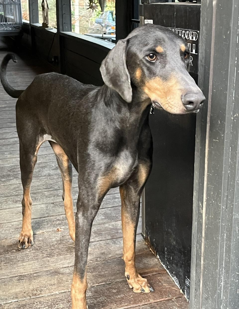 Mia, ADOPTABLE, Young Female Doberman Pinscher.