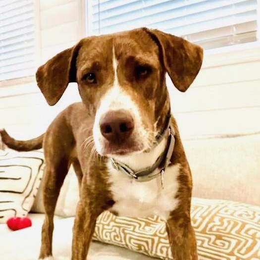 Coco, Young Female Mixed Breed