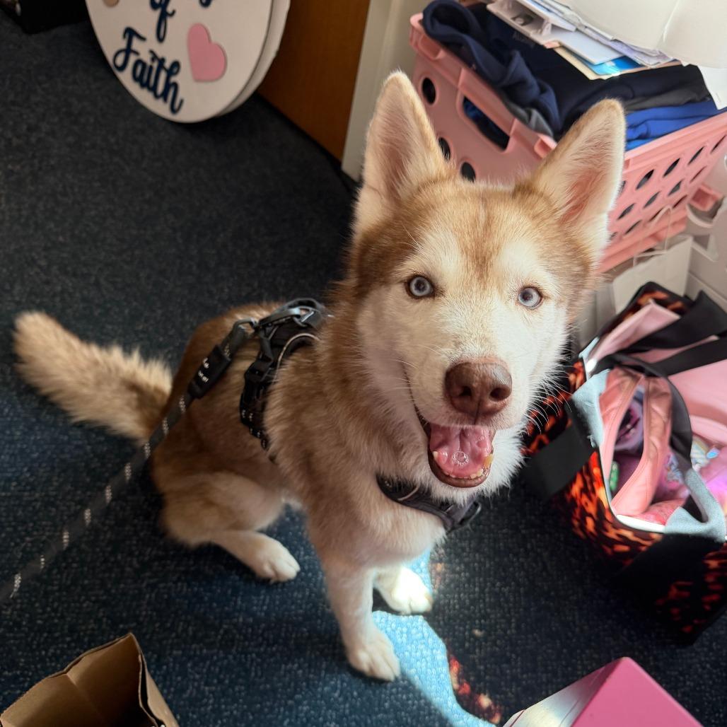Enlarge Olaf, a Adoptable Siberian Husky in Bethesda , MD image 3/5