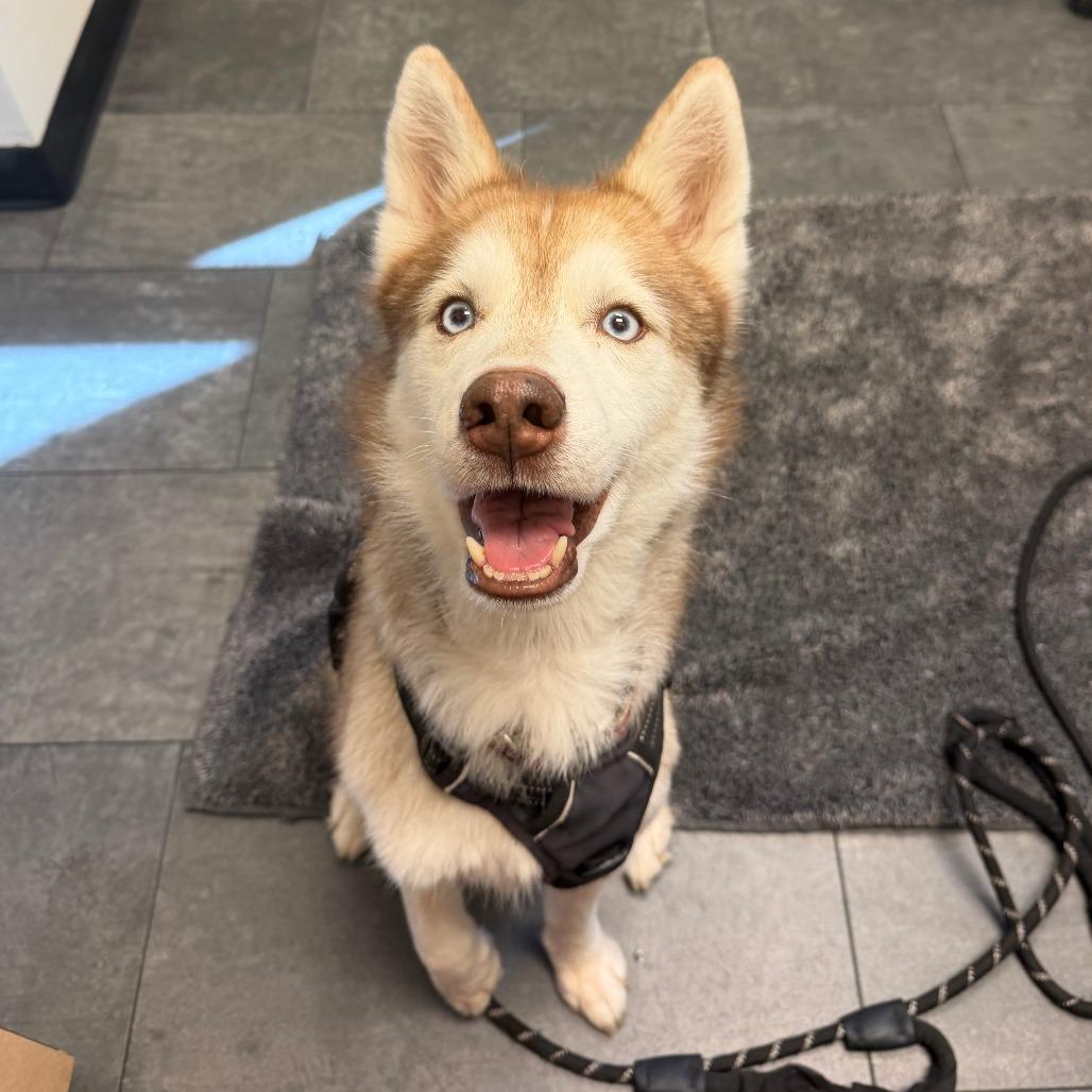 Olaf, Adoptable, Adult Male Siberian Husky.