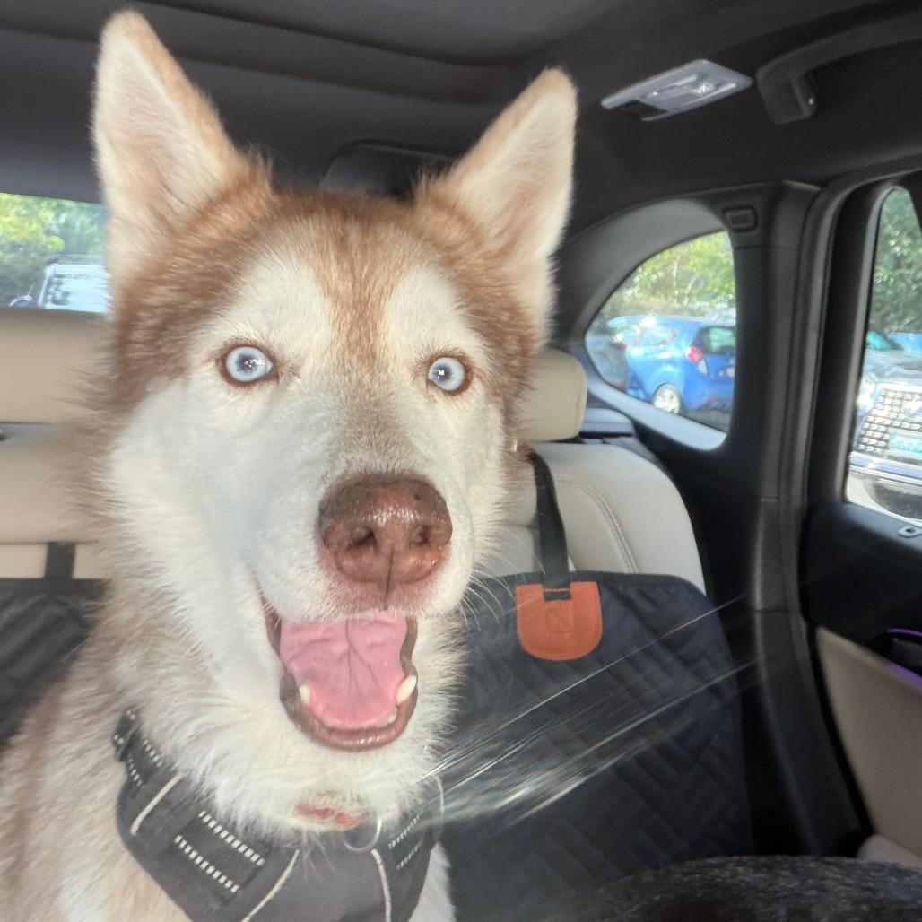 Enlarge Olaf, a Adoptable Siberian Husky in Bethesda , MD image 2/5