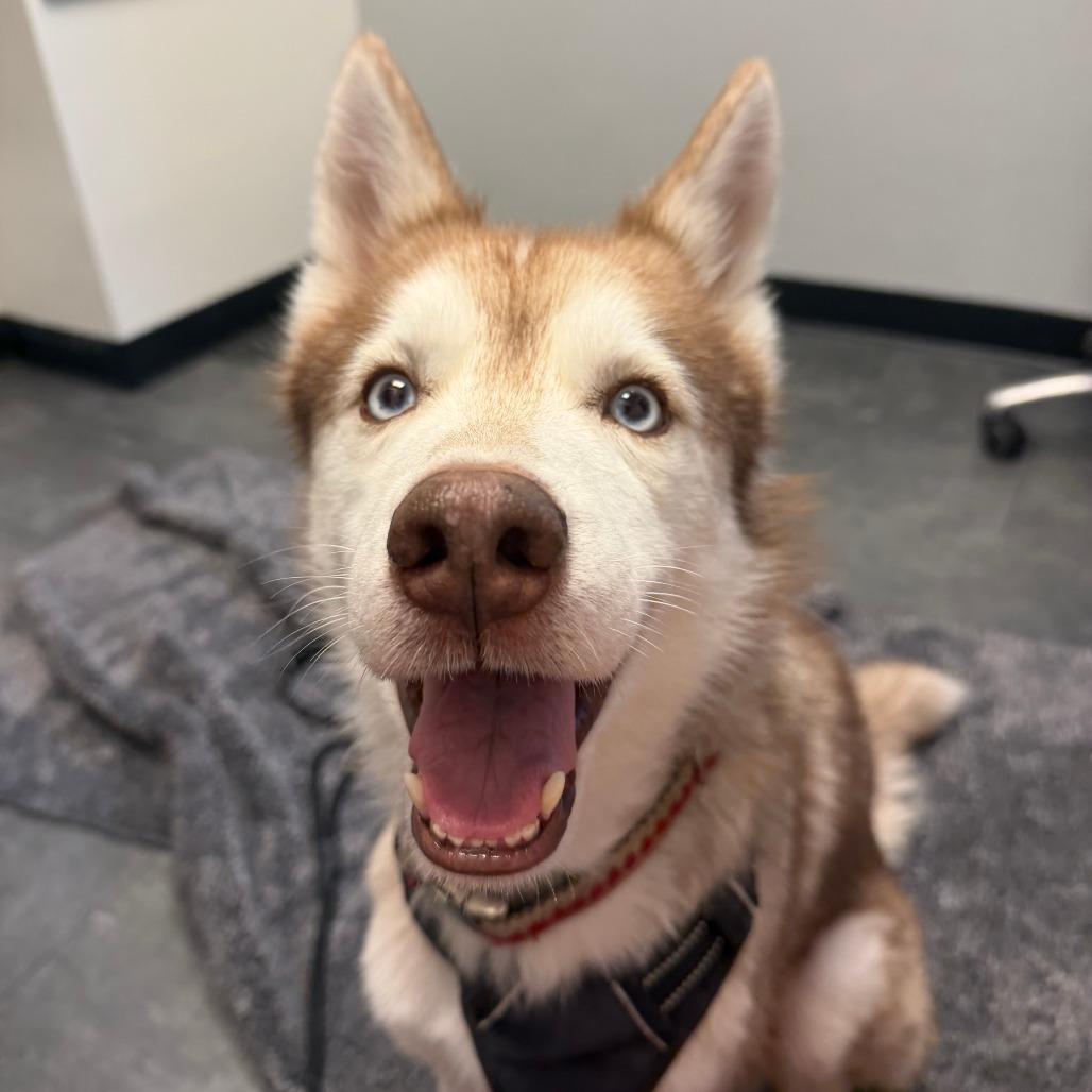 Enlarge Olaf, a Adoptable Siberian Husky in Bethesda , MD image 4/5