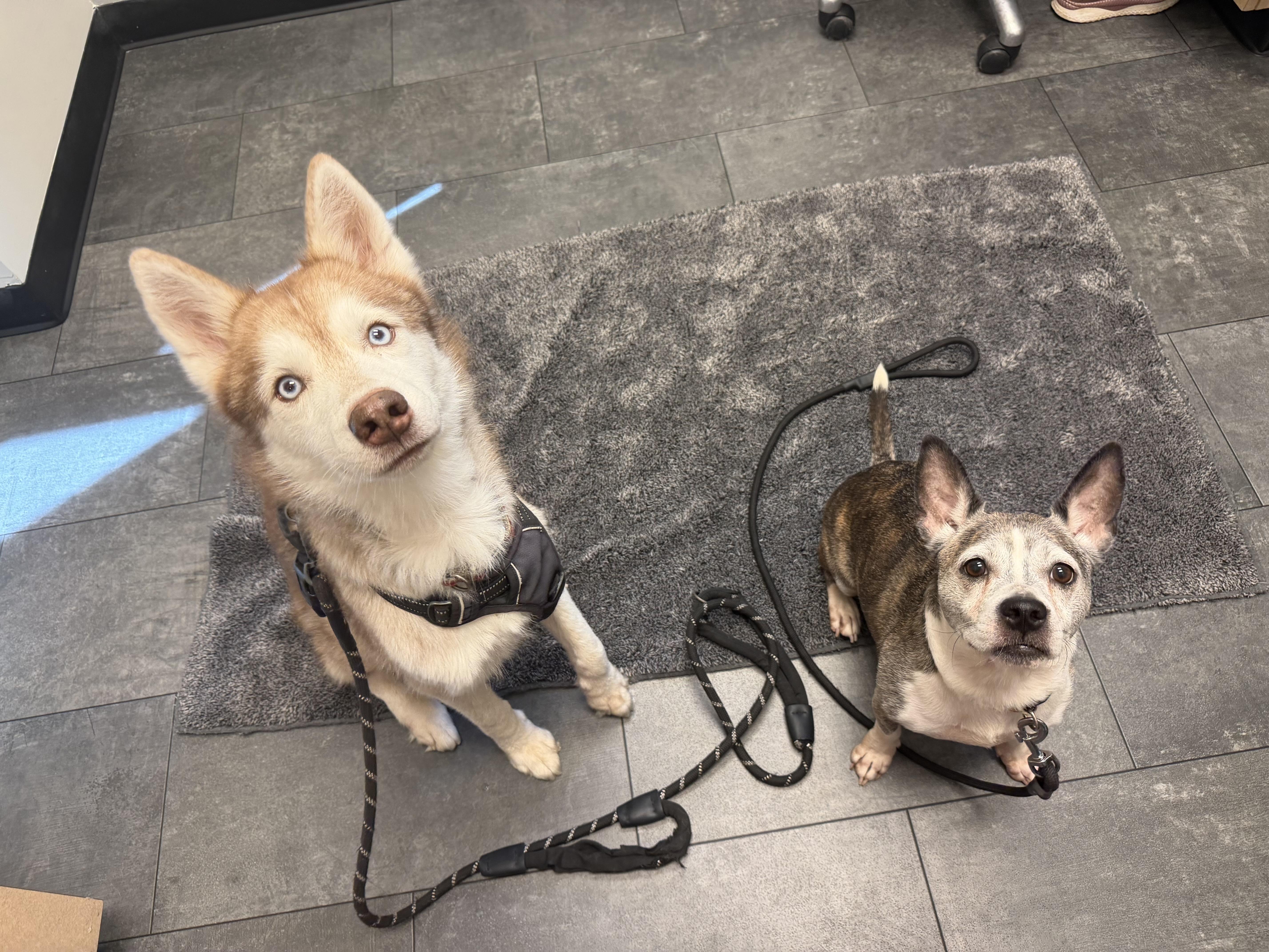 Enlarge Olaf, a Adoptable Siberian Husky in Bethesda , MD image 5/5