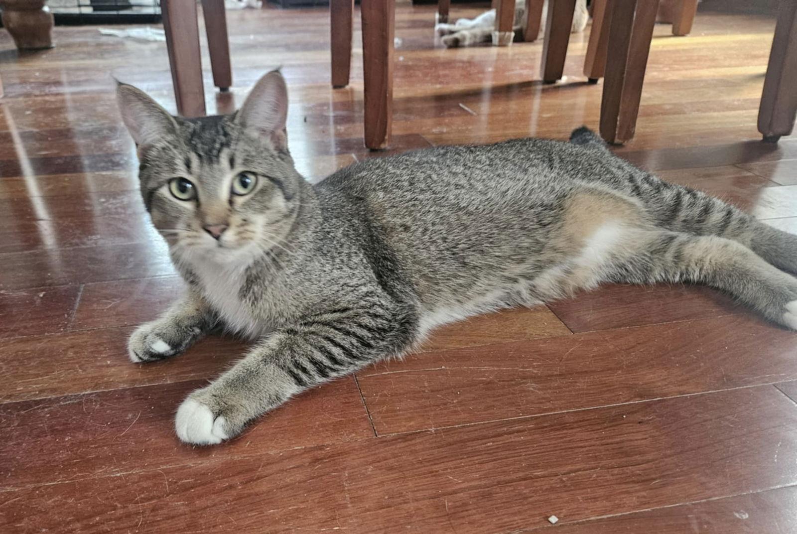 Enlarge Woody, a Adoptable Domestic Short Hair in Crystal, MN image 2/3