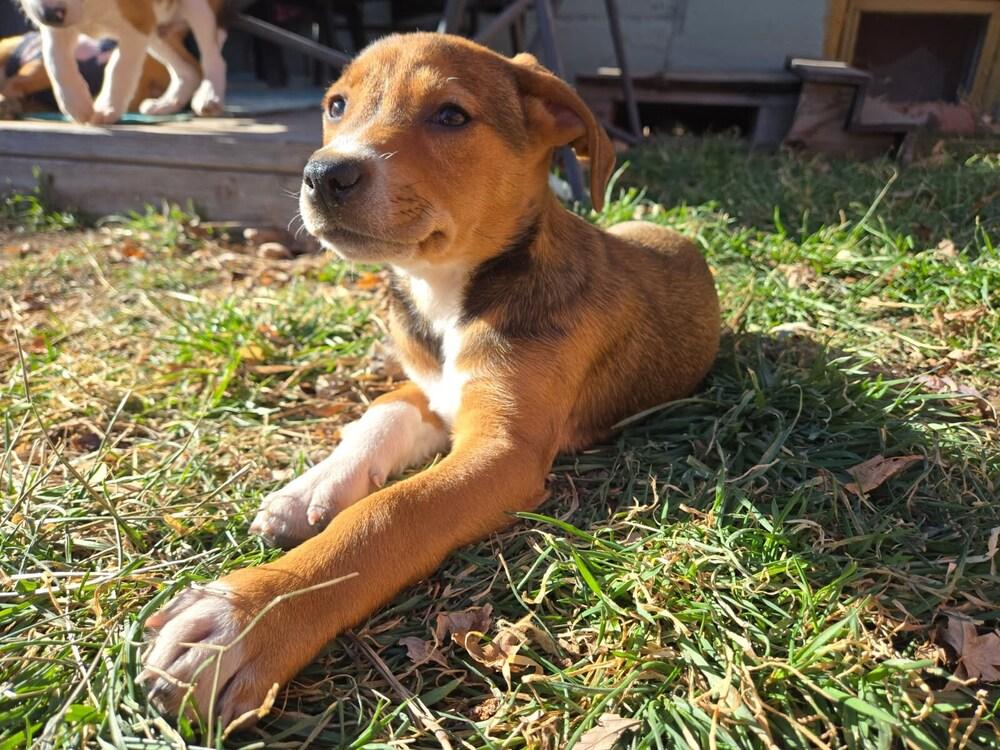 Enlarge Hugh, a Adoptable mixed breed in Sedalia, CO image 1/6