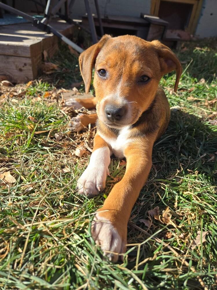 Enlarge Hugh, a Adoptable mixed breed in Sedalia, CO image 2/6