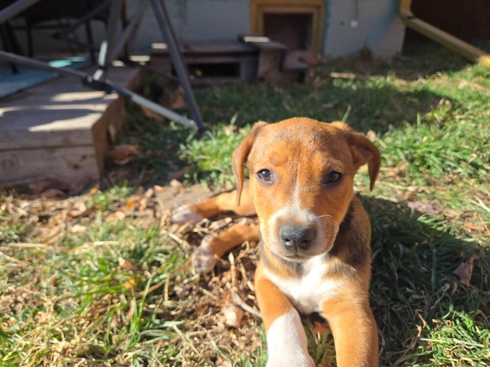 Enlarge Hugh, a Adoptable mixed breed in Sedalia, CO image 6/6