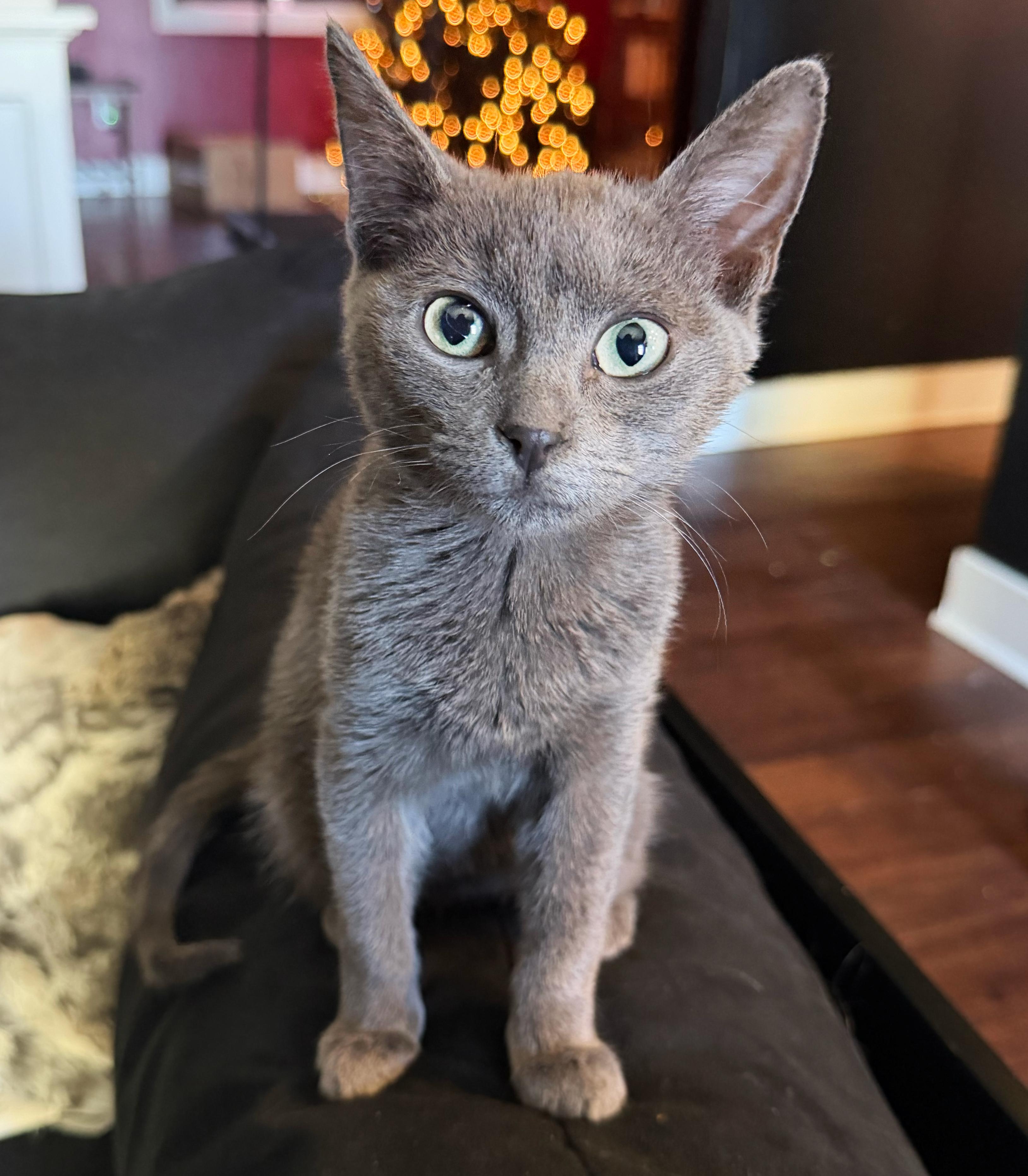 Enlarge Björk & Mr. Grapes, a ADOPTABLE Domestic Long Hair in Asheville, NC image 2/2