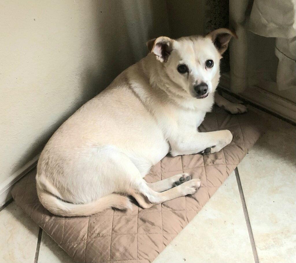 Enlarge GRIFFIN, a Adoptable mixed breed in San Antonio, TX image 1/1