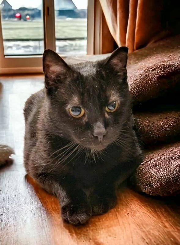 Enlarge Fritz FIV+, a Adoptable mixed breed in Knoxville, TN image 2/5