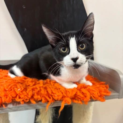 Enlarge Ash at Fat Cat Cafe, a ADOPTABLE Domestic Short Hair in Tallahassee, FL image 1/1
