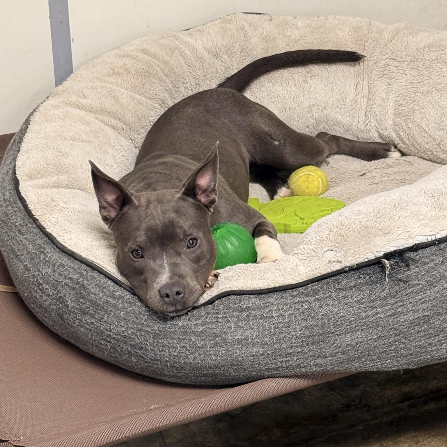 Gabriella, Adoptable, Young Female Pit Bull Terrier.