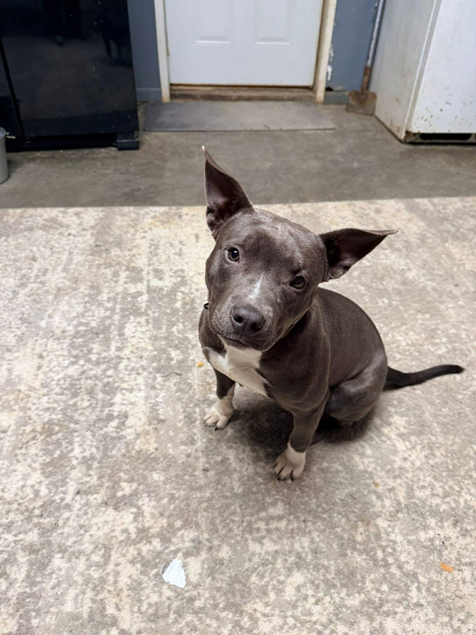 Enlarge Gabriella, a Adoptable Pit Bull Terrier in Indianapolis, IN image 2/5