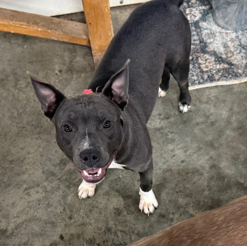 Enlarge Gabriella, a Adoptable Pit Bull Terrier in Indianapolis, IN image 3/5