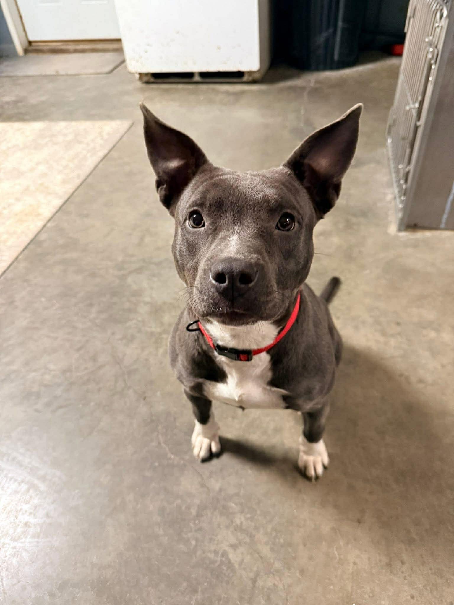 Enlarge Gabriella, a Adoptable Pit Bull Terrier in Indianapolis, IN image 5/5