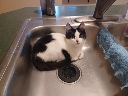 Willow, Adoptable, Kitten Male Domestic Short Hair & Domestic Short Hair.