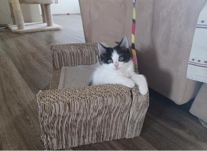 Willow, a Adoptable Domestic Short Hair in Walla Walla, WA image 1/2