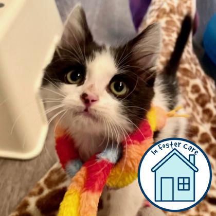 Willow, a Adoptable Domestic Short Hair in Walla Walla, WA image 2/2