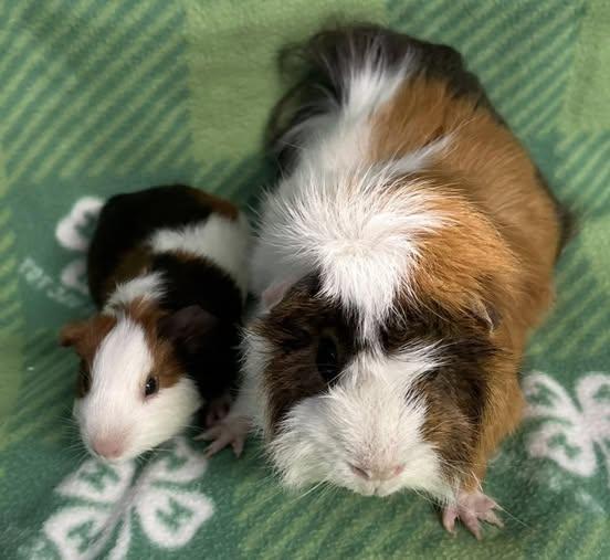 Pedro & Popsicle, Adoptable, Young Male Guinea Pig.