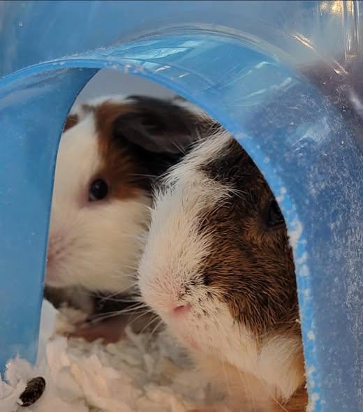 Pedro & Popsicle, a Adoptable Guinea Pig in Amherst, NY image 2/3
