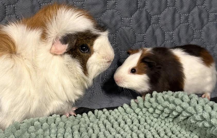 Pedro & Popsicle, a Adoptable Guinea Pig in Amherst, NY image 3/3