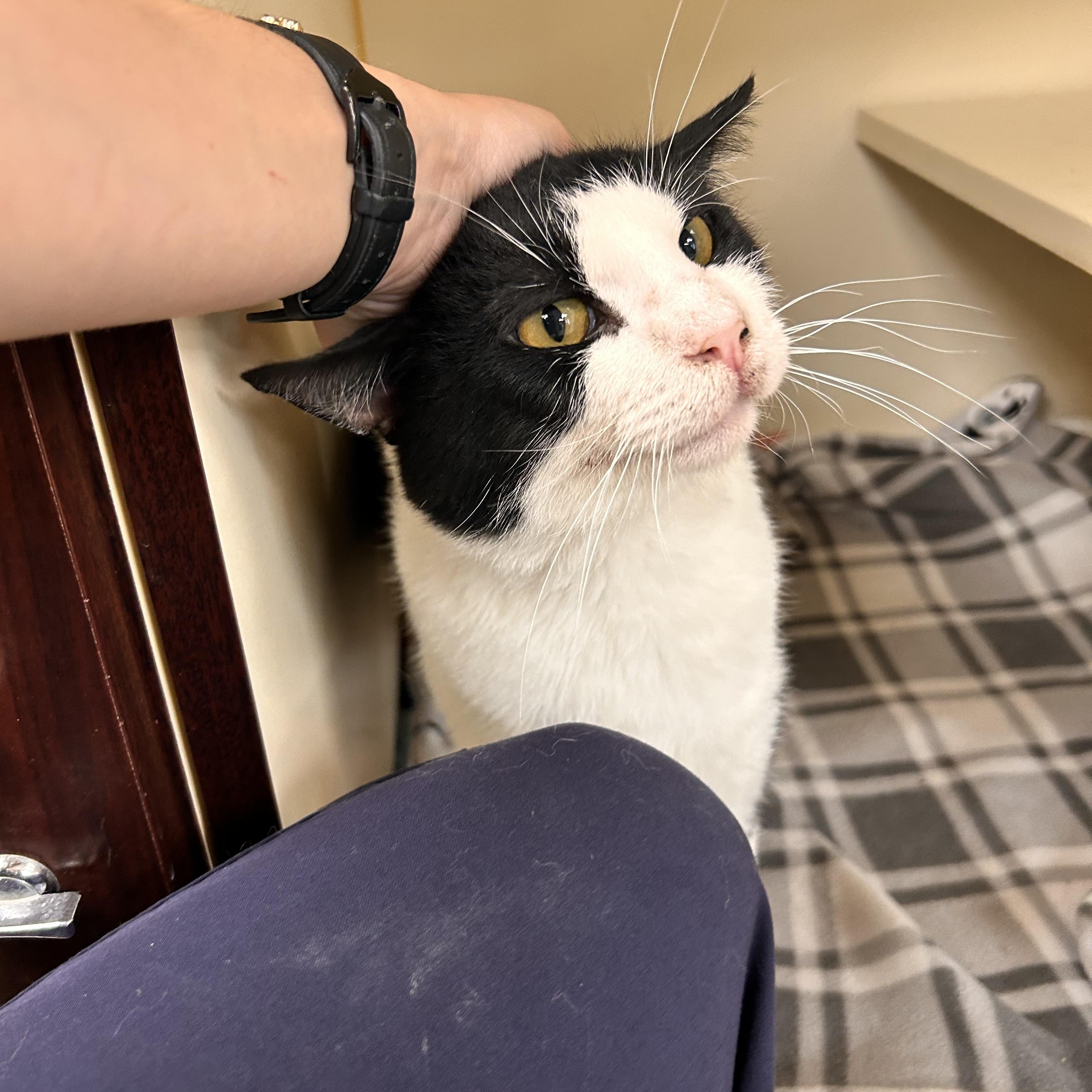 Burger, adopted, Adult Male Domestic Short Hair.