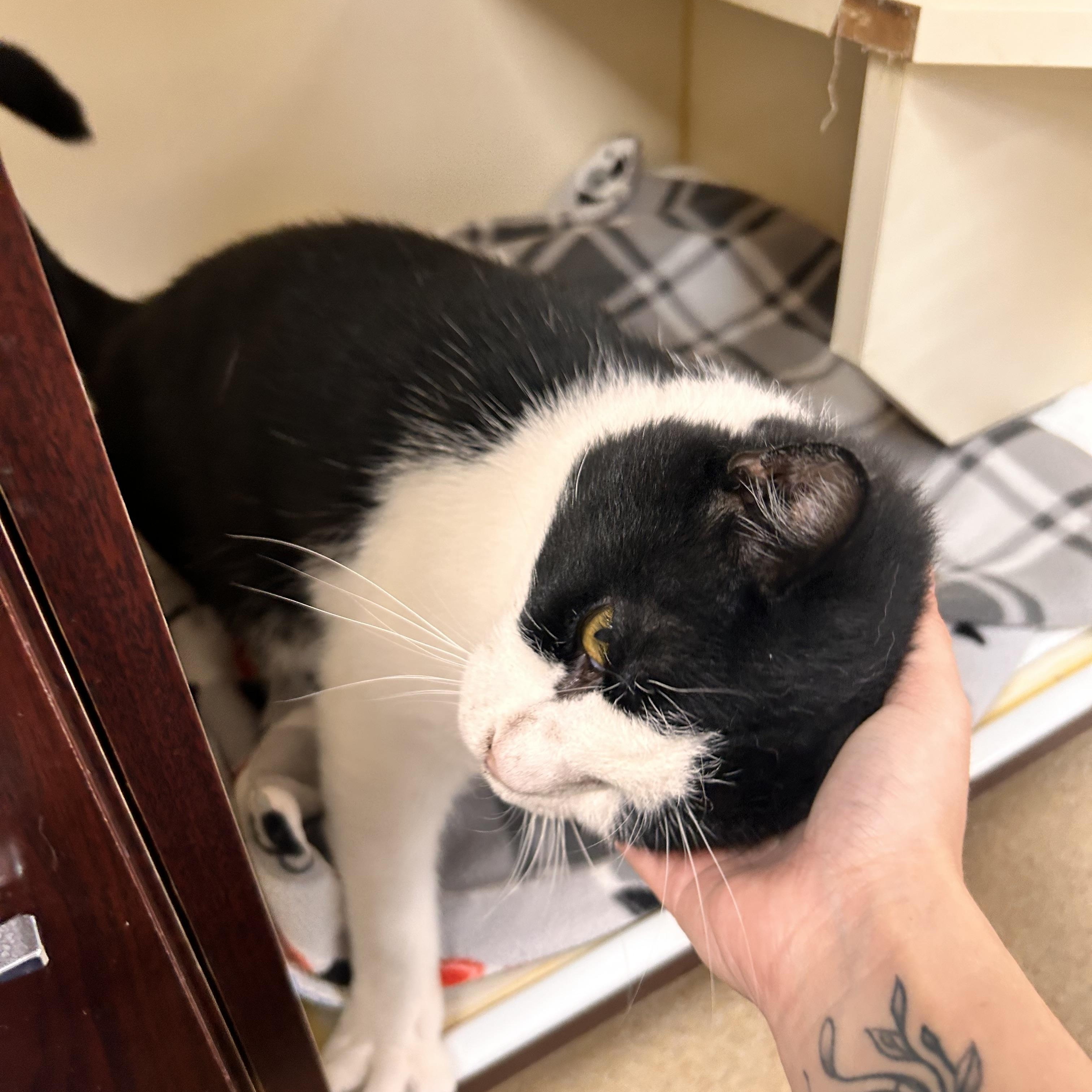 Burger, an adopted Domestic Short Hair in Myerstown, PA image 2/2