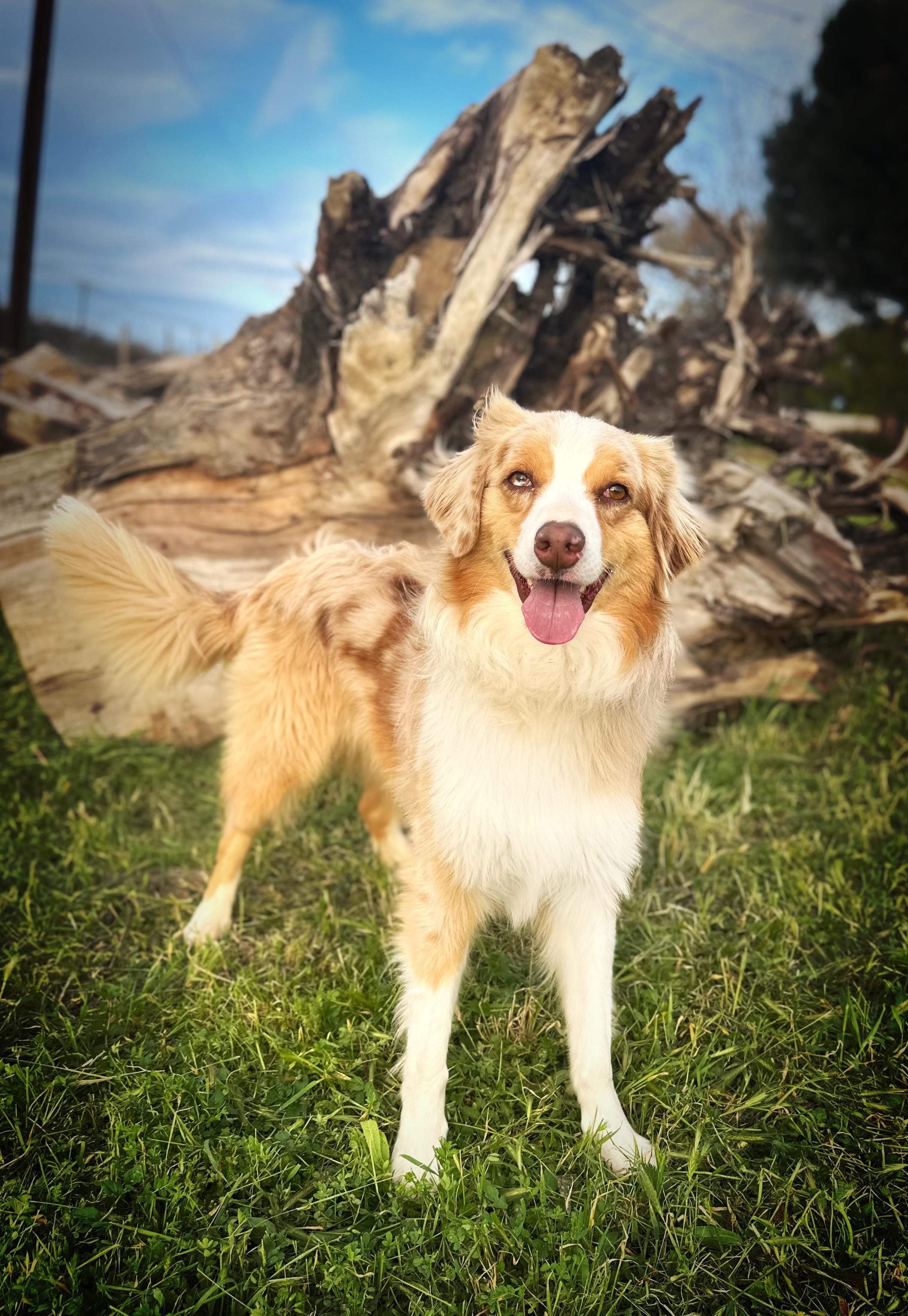 Remy, Adoptable, Adult Male Australian Shepherd.
