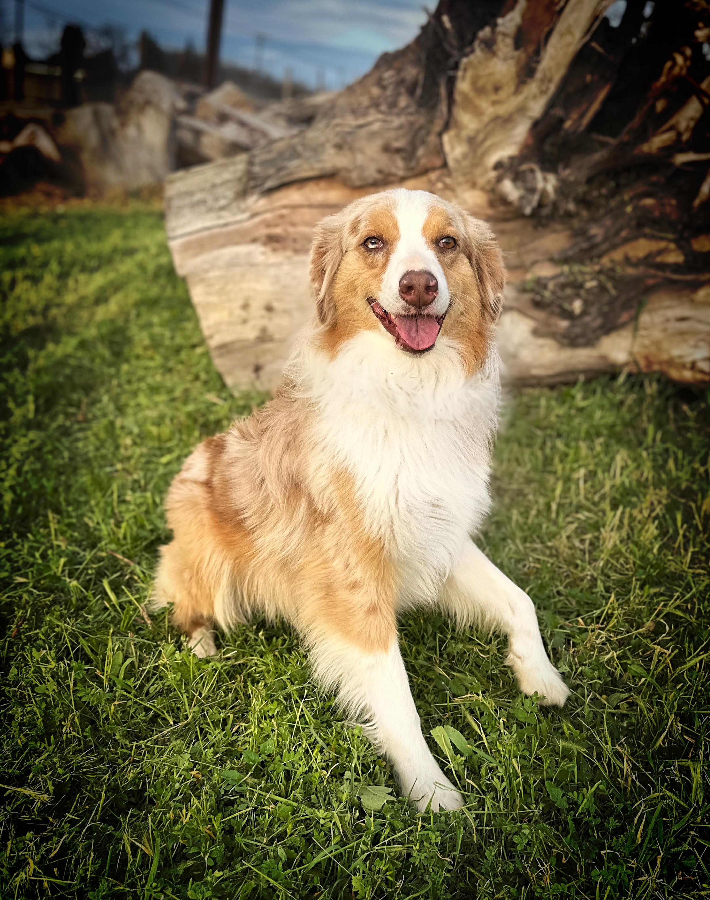 Remy, a Adoptable Australian Shepherd in Modesto , CA image 3/4