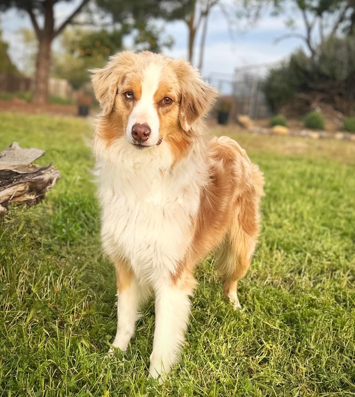 Remy, a Adoptable Australian Shepherd in Modesto , CA image 4/4