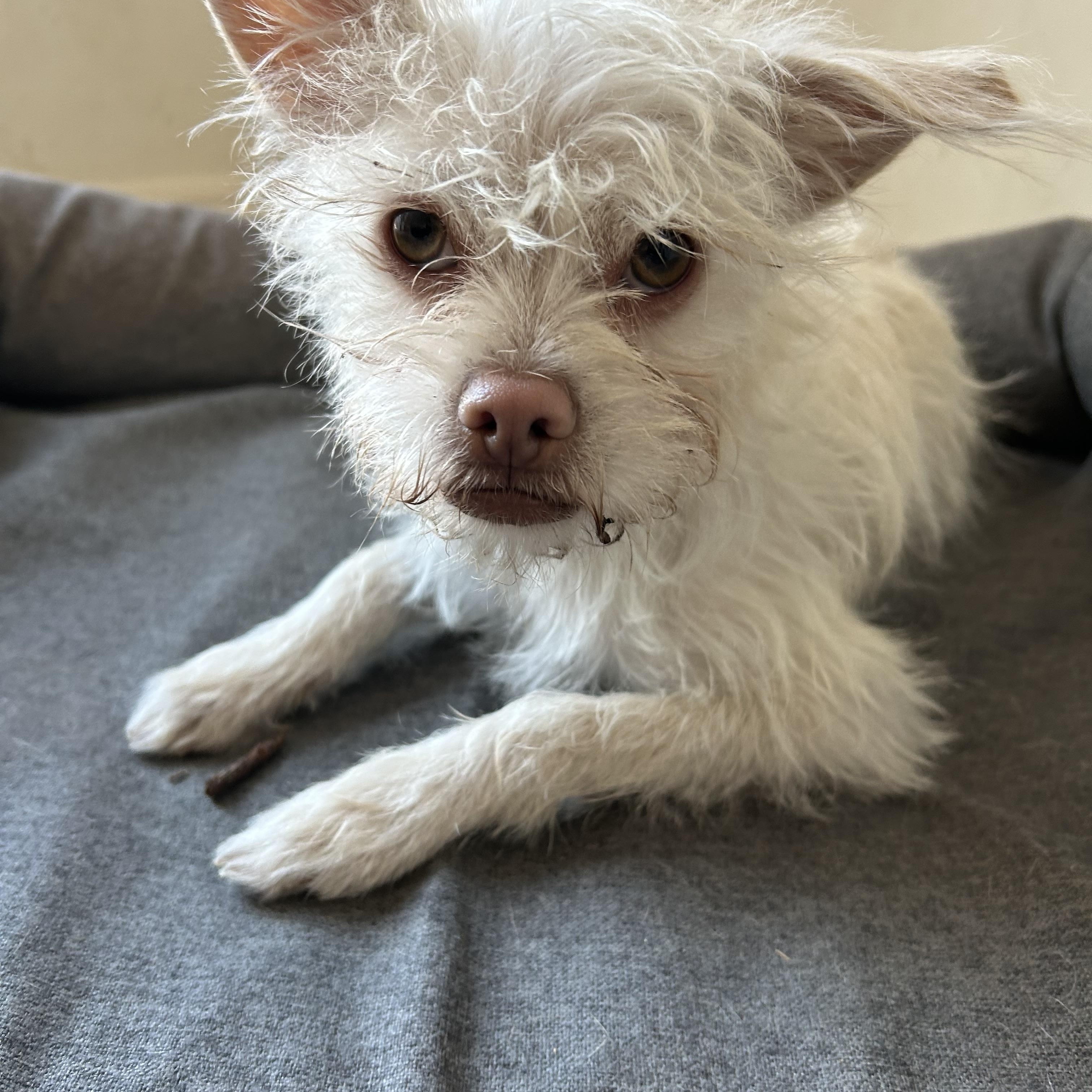 Harvey, Adoptable, Young Male Maltipoo & Pug.
