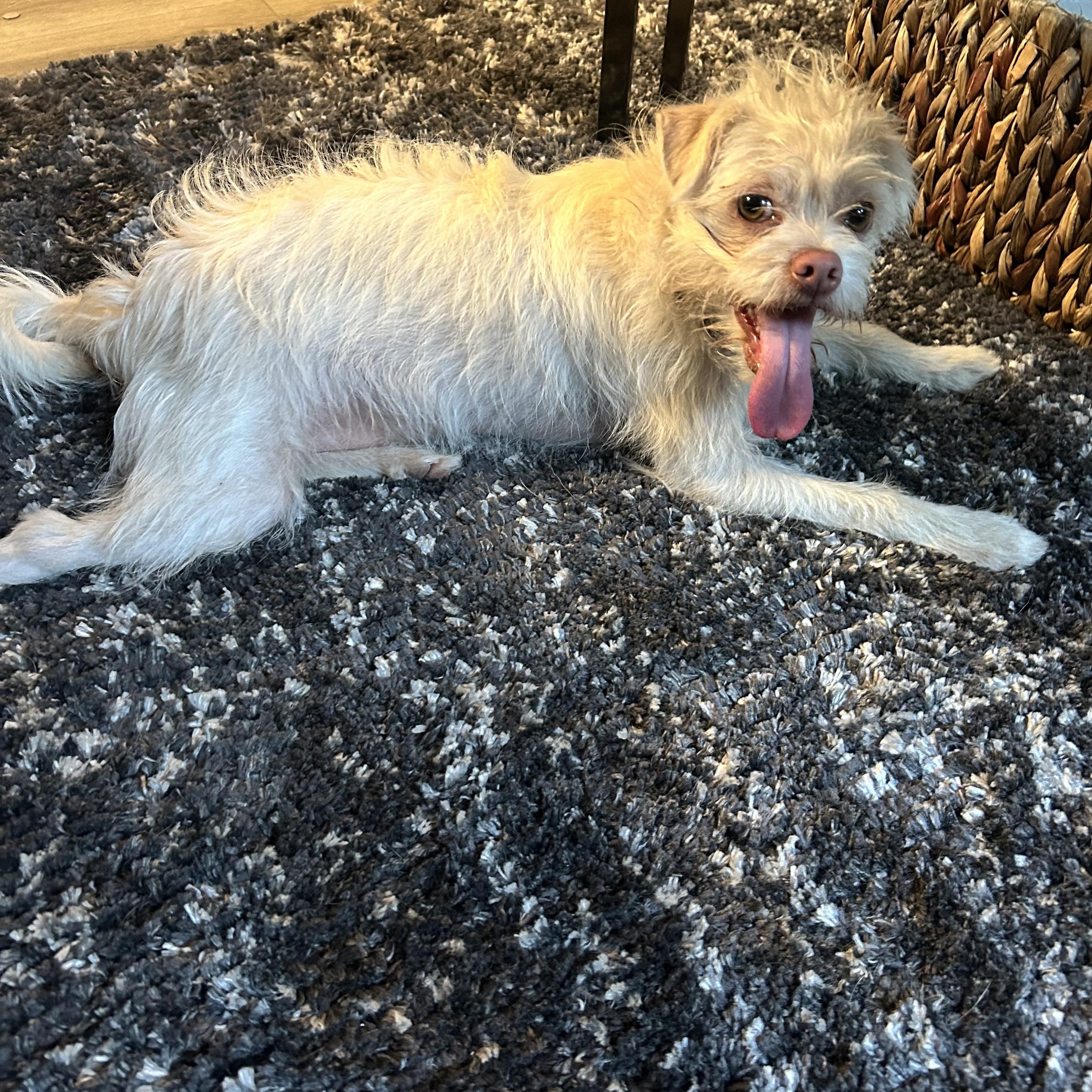 Enlarge Harvey, a Adoptable mixed breed in Woodland Hills, CA image 4/6