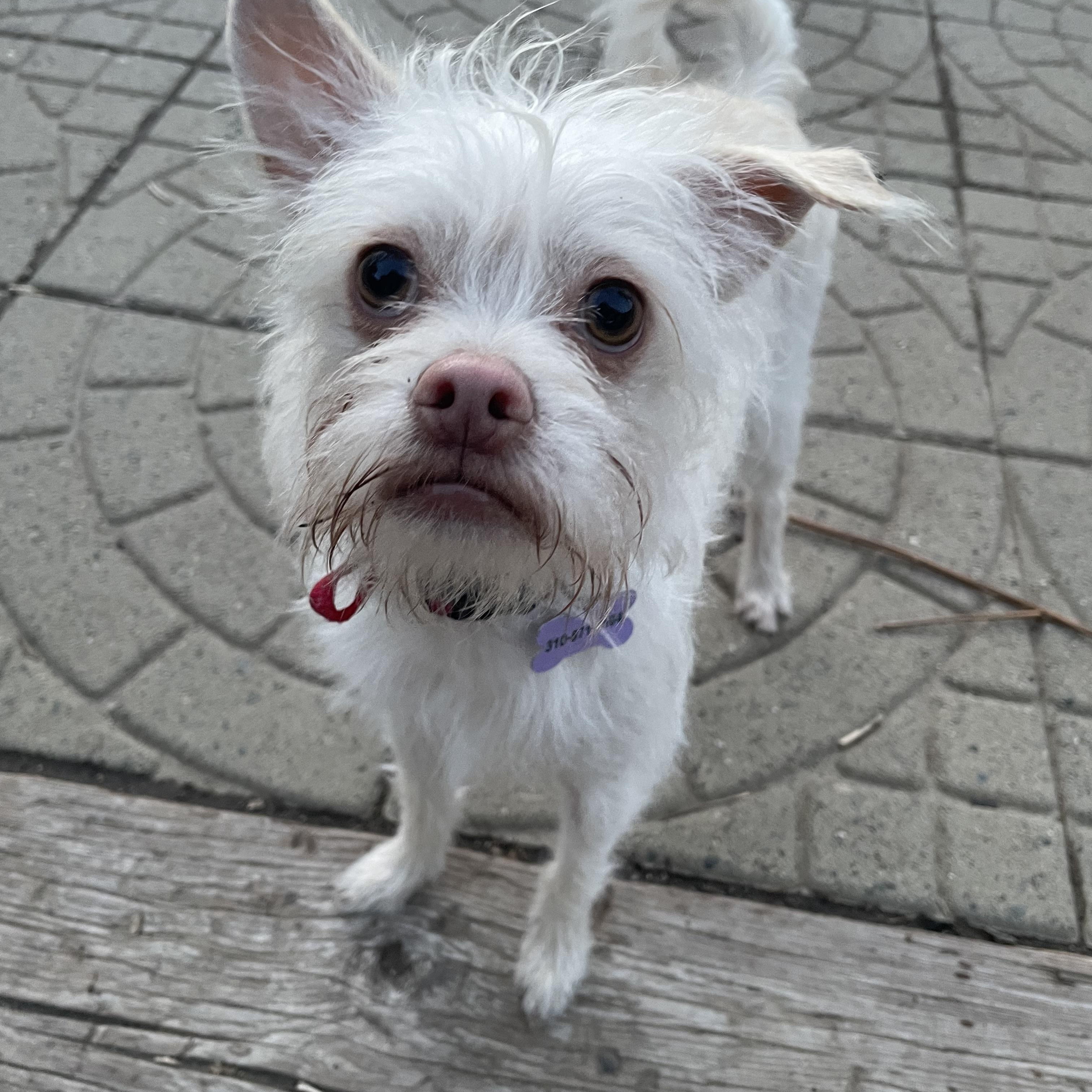 Enlarge Harvey, a Adoptable mixed breed in Woodland Hills, CA image 3/6