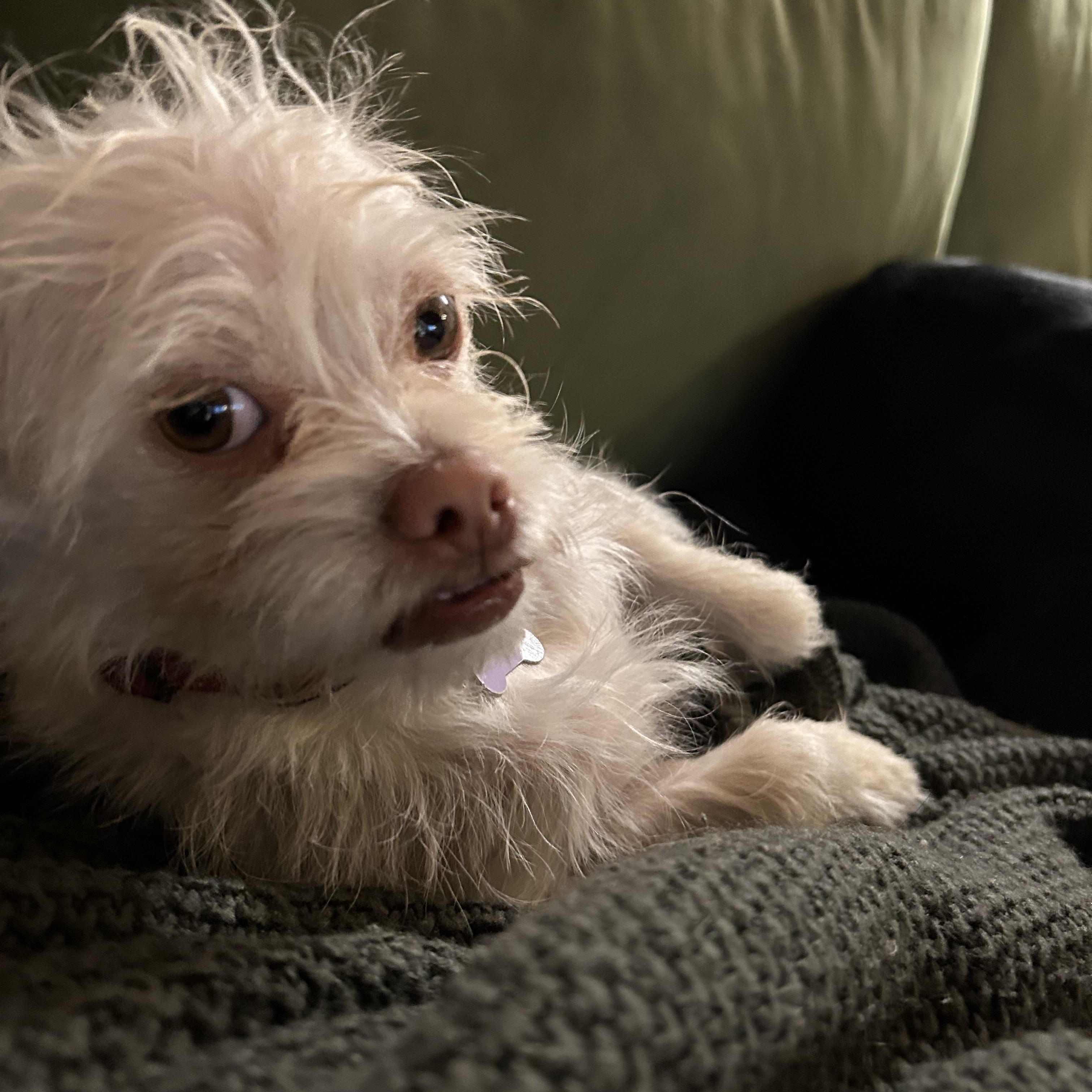 Enlarge Harvey, a Adoptable mixed breed in Woodland Hills, CA image 2/6