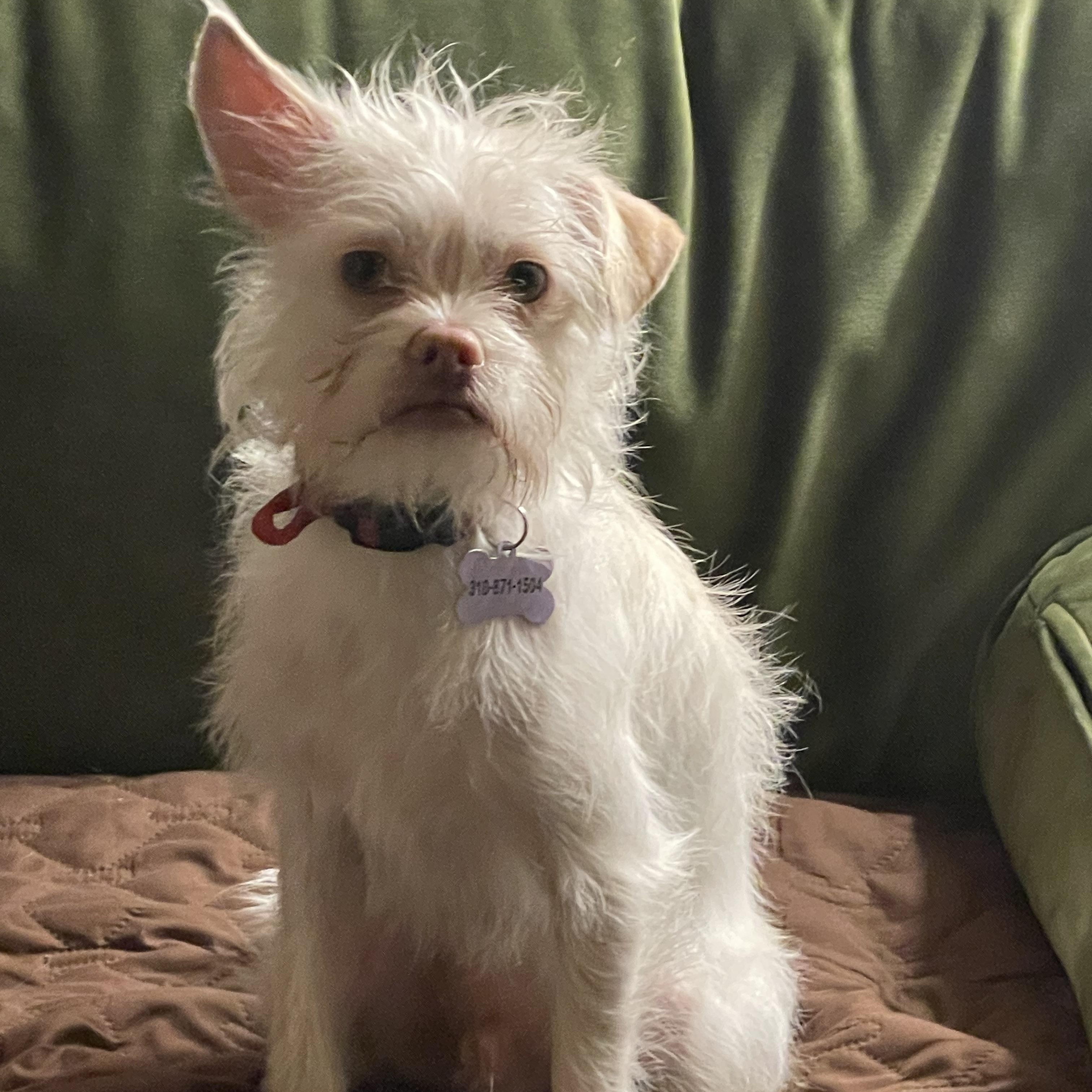 Enlarge Harvey, a Adoptable mixed breed in Woodland Hills, CA image 6/6