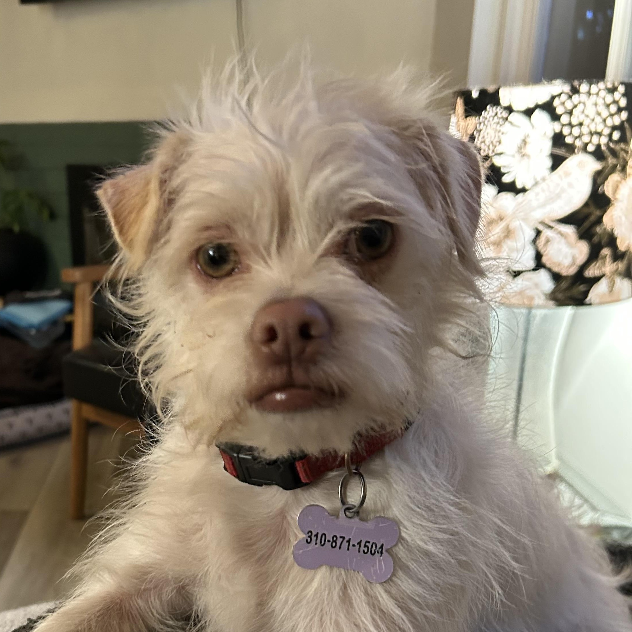 Enlarge Harvey, a Adoptable mixed breed in Woodland Hills, CA image 1/6