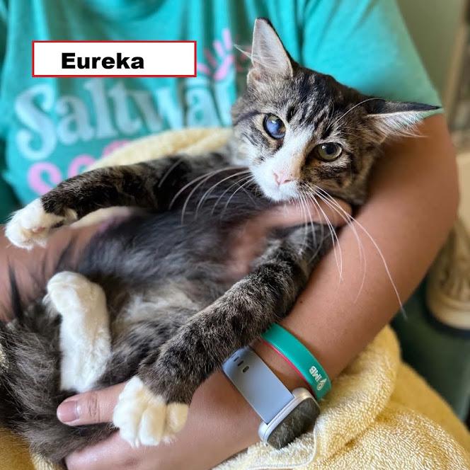 Eureka, Adoptable, Kitten Female Domestic Short Hair.