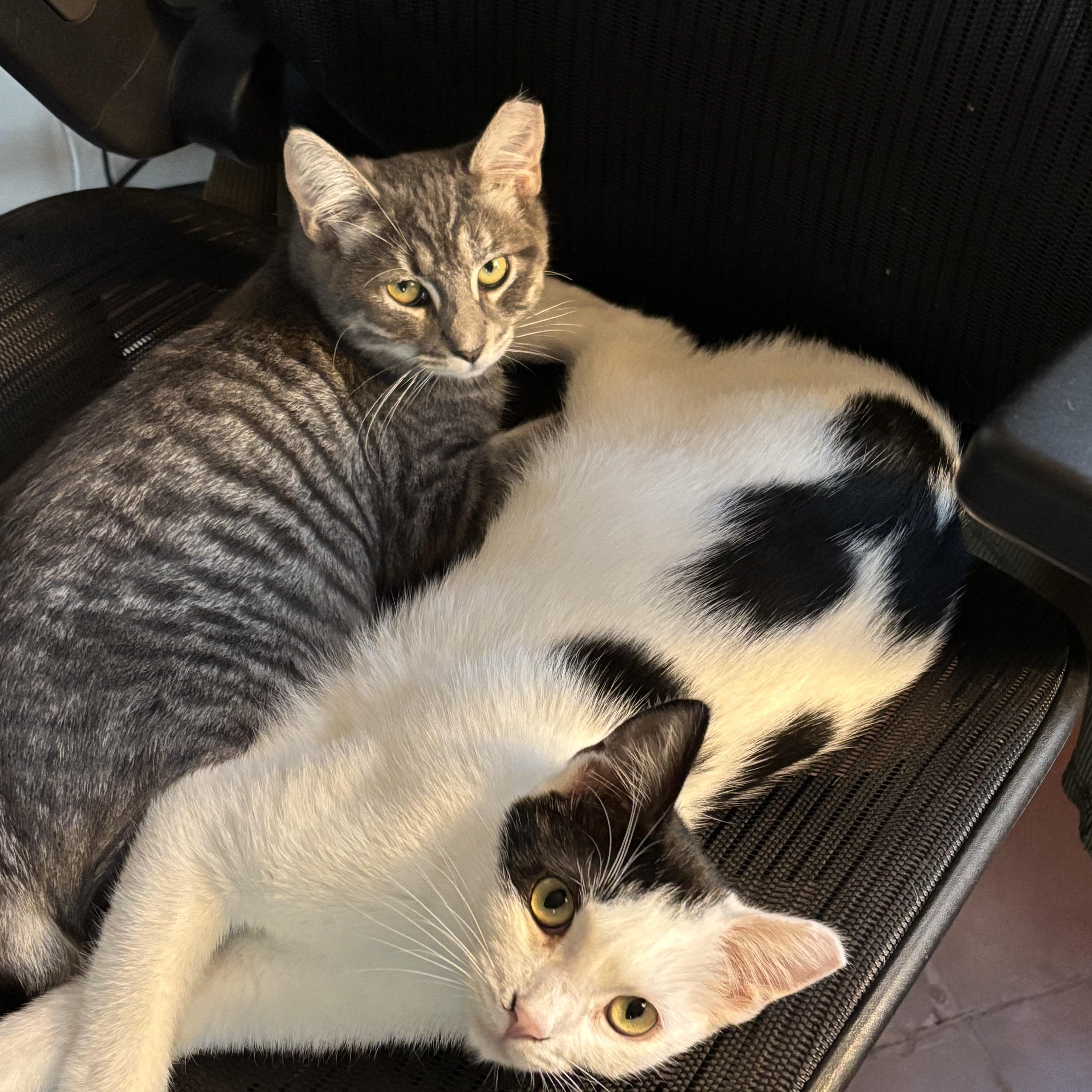 Enlarge Jack, a Adoptable Domestic Short Hair in Sierra Vista, AZ image 3/4