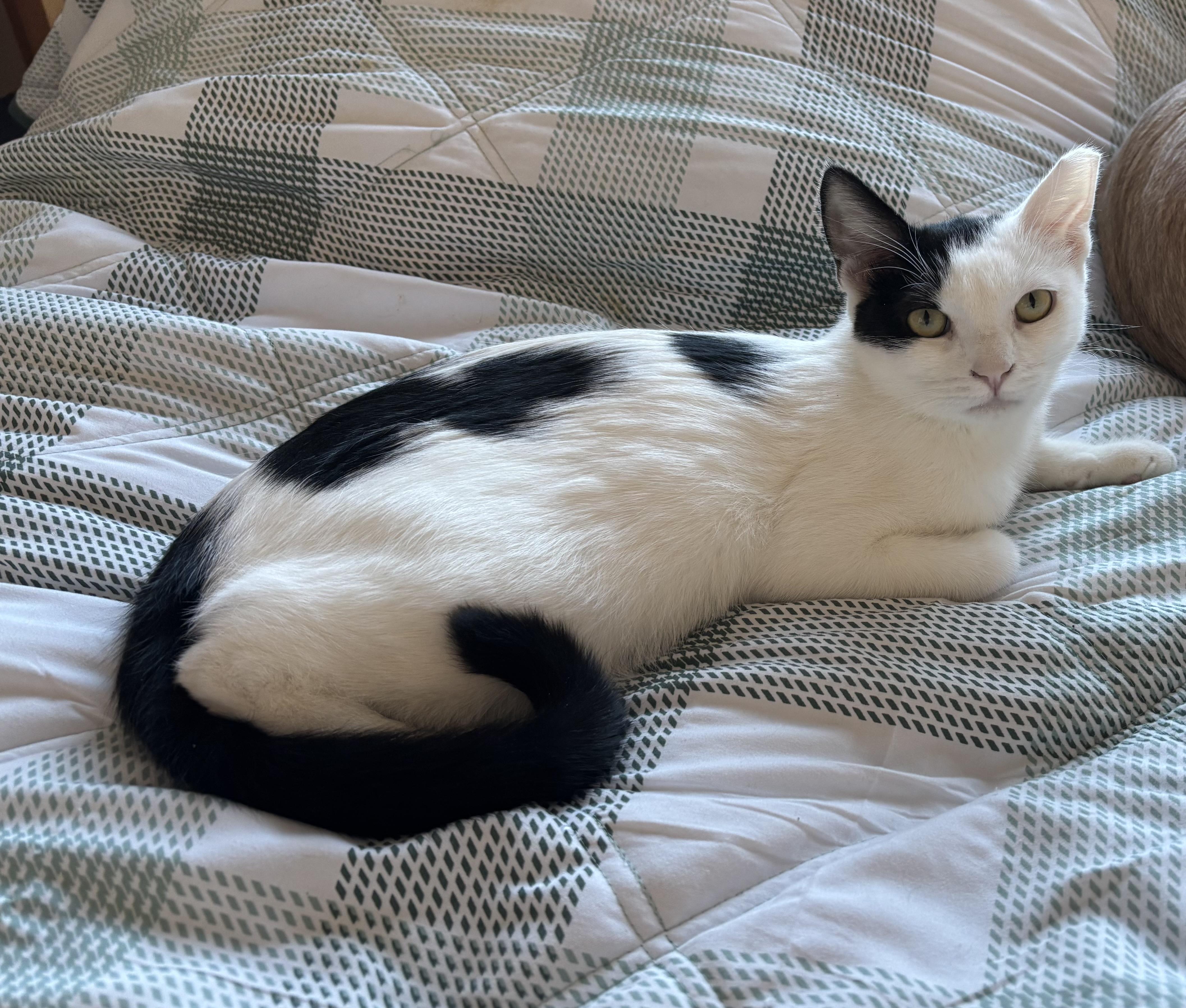 Enlarge Jack, a Adoptable Domestic Short Hair in Sierra Vista, AZ image 2/4