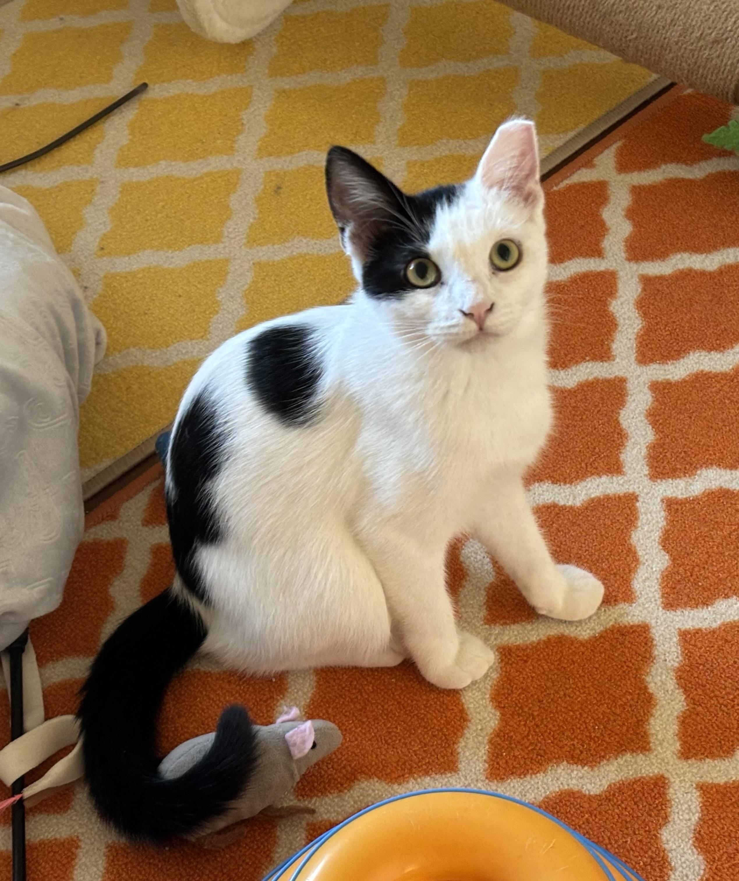 Enlarge Jack, a Adoptable Domestic Short Hair in Sierra Vista, AZ image 1/4