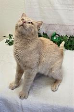 Enlarge Jude, a Adoptable Domestic Short Hair in Red Wing, MN image 5/5