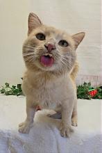 Enlarge Jude, a Adoptable Domestic Short Hair in Red Wing, MN image 3/5